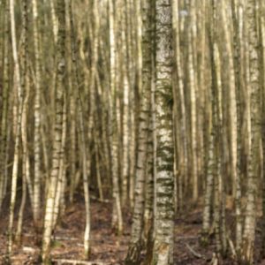 Als je door de bomen het bos niet meer ziet